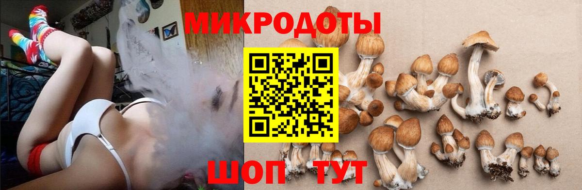 Галлюциногенные грибы прущие грибы  Вход с VPN  Кольчугино  Галлюциногенные грибы Psilocybine cubensis 